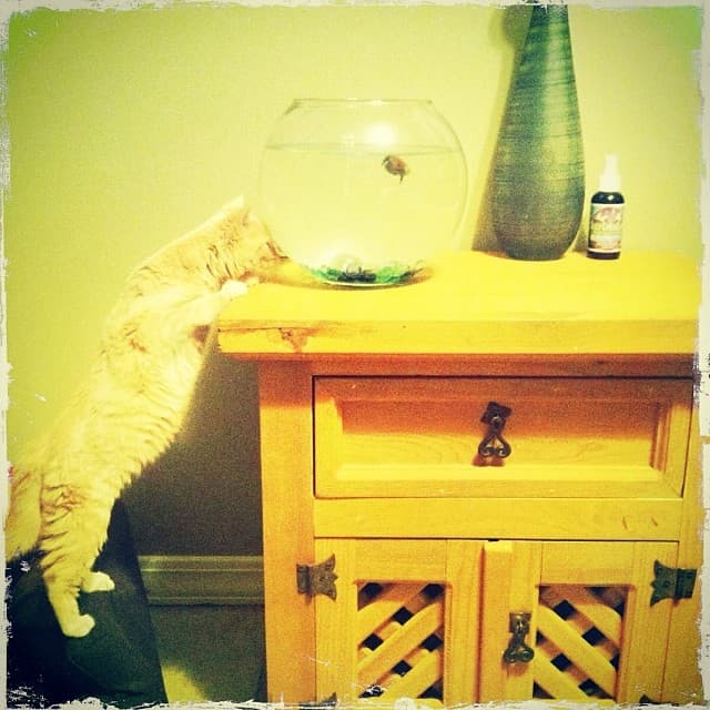 Instagram Archive 272